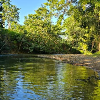 Bosque en solares Monte Plata República Dominicana